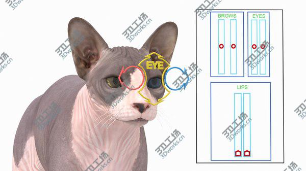images/goods_img/20210312/3D Sphynx Cat with Heterochromia Rigged/3.jpg